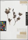 Foto von Salix repens L.